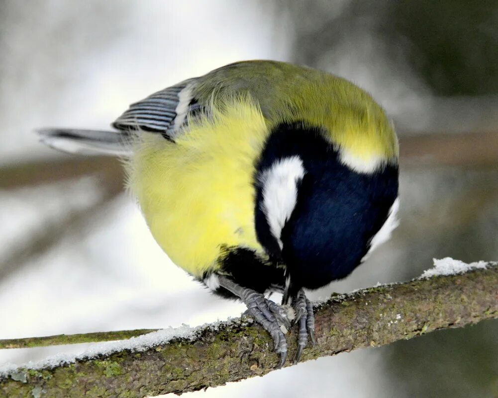 синица информация для детей. синица 1 класс. синица голубая лазоревка. рассказ про синицу. лазоревка канарская синица.