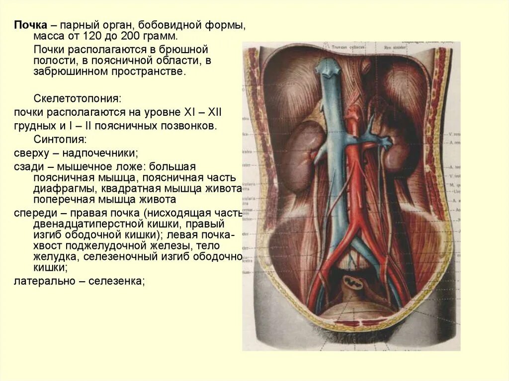Расположение почек в брюшной полости. Анатомия брюшной полости и забрюшинного пространства. Анатомия почек в брюшной полости. Органы брюшной полости почки. 3 парных органах