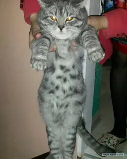 Кошка спрашивала кошку