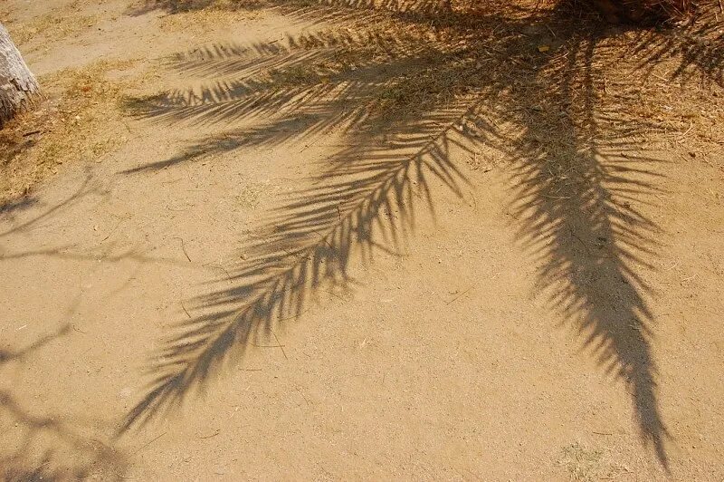 Тень от пальмы на песке. Пальмовый лист на песке. Тень от пальмы. Пальмовая ветка тень.