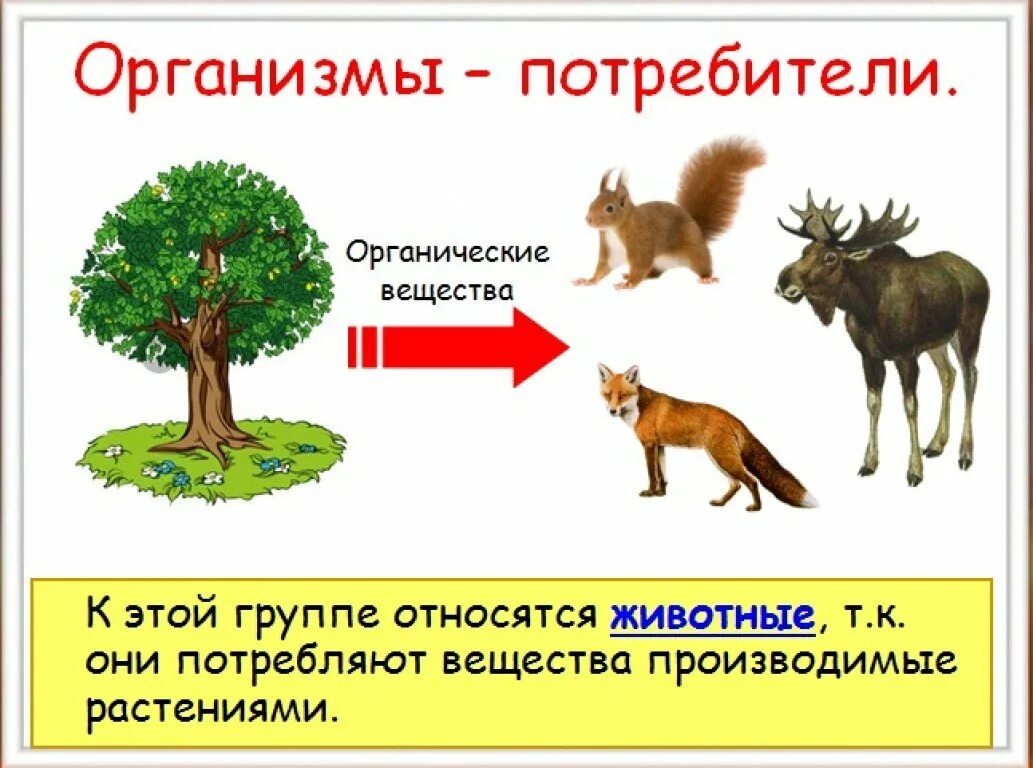 Органические обитатели. Организмы потребители. Организмы производители. Великий круговорот жизни. Великий круговорот жизни презентация.