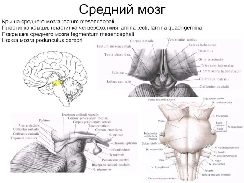 Крыша среднего мозга. Крыша среднего мозга tectum mesencephali. крыша среднего мозга (пластинка четверохолмия). пластинка четверохолмия анатомия. средний мозг анатомия цнс.