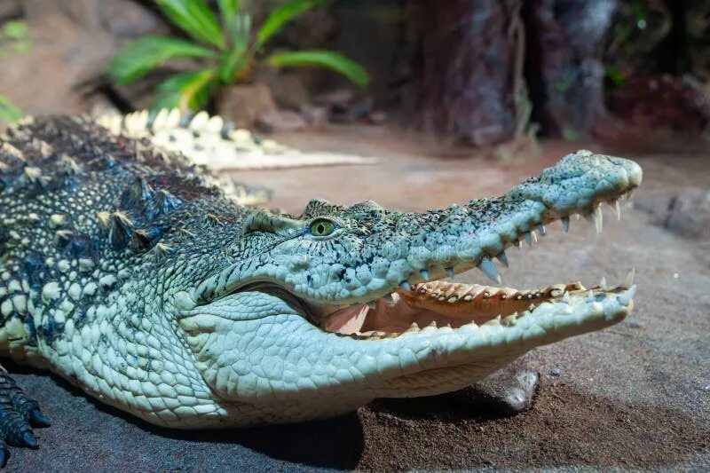 Какой крокодил зеленый. Зеленый крокодил. Крокодил больше зеленый. Памятник зелёного крокодила с открытым ртом. Зеленый крокодил фото.