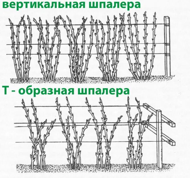 Схема посадки ремонтантной малины в открытом грунте. Загущенная посадка малины. Шпалера для малины. Схема посадки малины на шпалере.