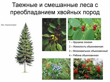 Преобладающий вид растений