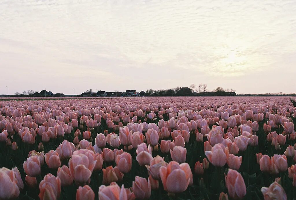 тюльпан многоцветковый эстетик. тюльпаны эстетика. поле тюльпанов. тюльпан катрин (catherine). Dome тюльпаны (tulips) 031003.