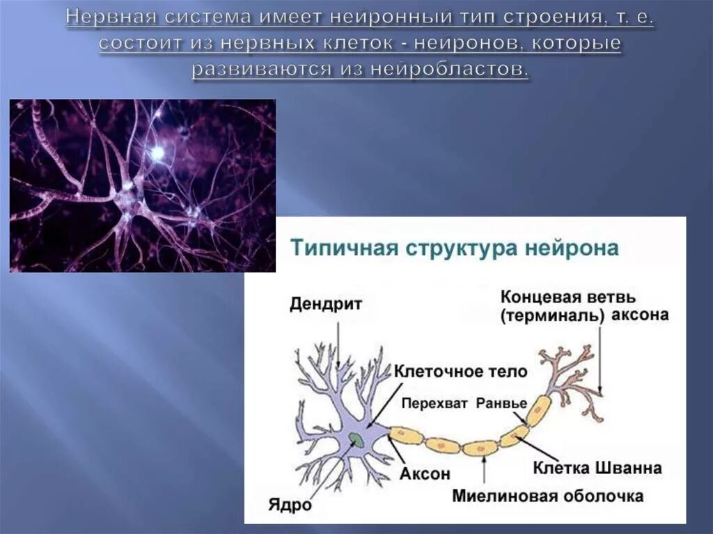 Дендрит Аксон миелиновая оболочка. Нервная клетка. Нервная ткань Нейрон. Строение нейрона. Нервные узлы и нейрон