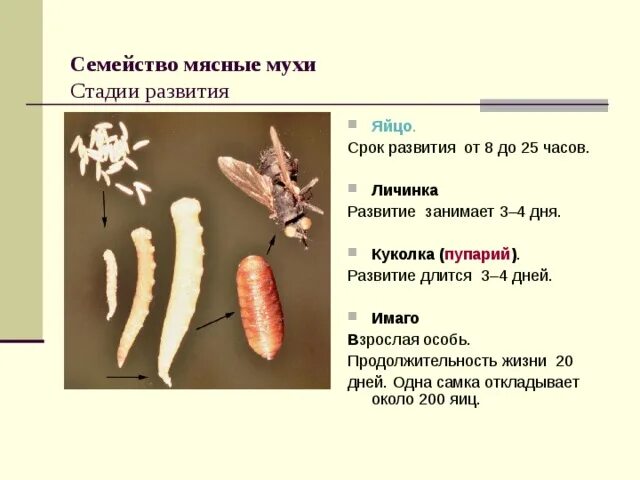 Развитие мясной мухи. Стадии развития личинок мух. Жизненный цикл развития мухи. Цикл развития комнатной мухи. Мясная Муха стадии развития.