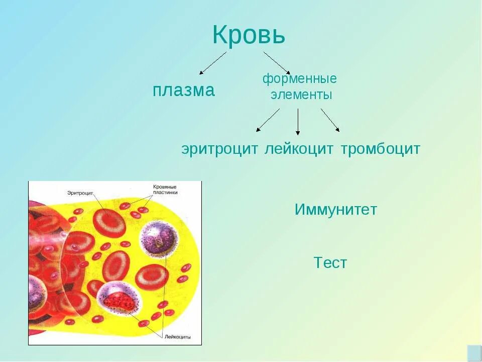 Эритроцит плазма. Форменные элементы клетки (тромбоциты. лейкоциты, эритроциты). строение плазмы и форменных элементов крови. схема форменные элементы крови эритроциты лейкоциты тромбоциты. клетки крови эритроциты лейкоциты тромбоциты рисунок.
