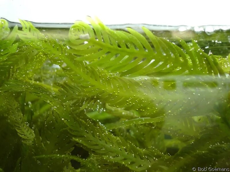 Вредные водоросли. Зеленые водоросли улотрикс. Улотрикс морская водоросль. Водоросль каулерпа Япония. Перидиниевые водоросли.