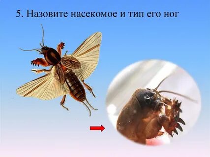 Специалист по насекомым