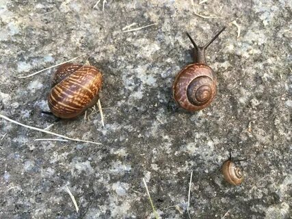 Как по-разному огородники уничтожают улиток. 