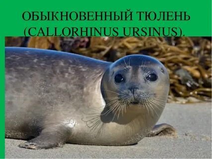 Тюлень в красной книге