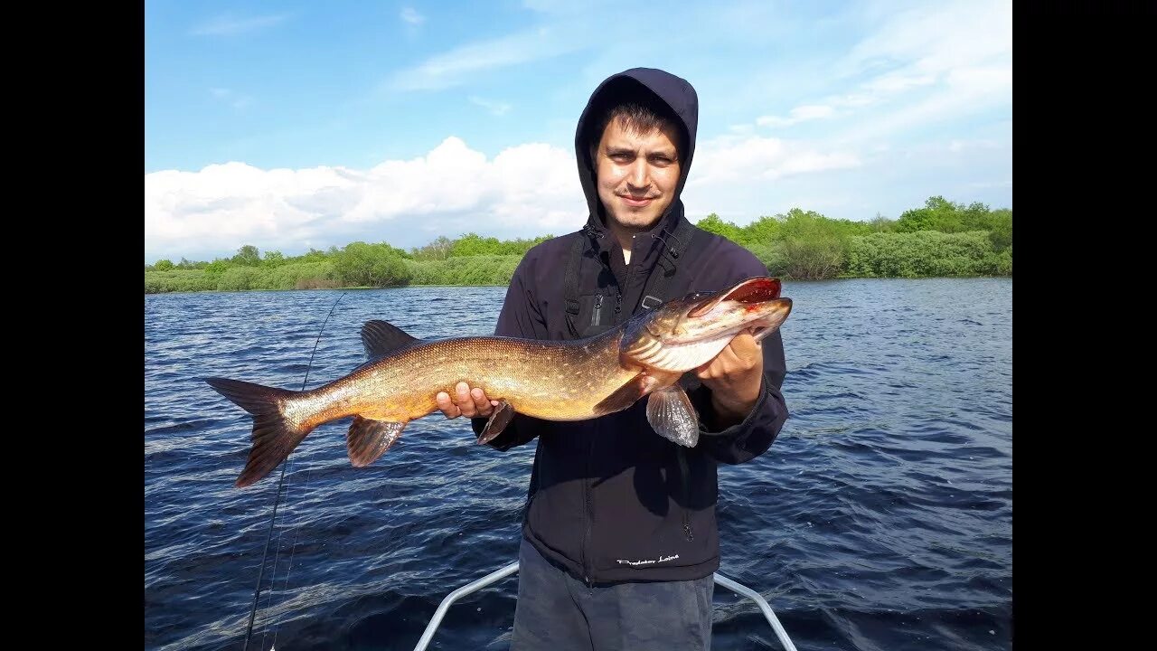 Щука Новгородская. Бешеный клев щуки. Клев щуки Учалинском районе. Клев щуки в Новогорном. Когда начинается клев щуки