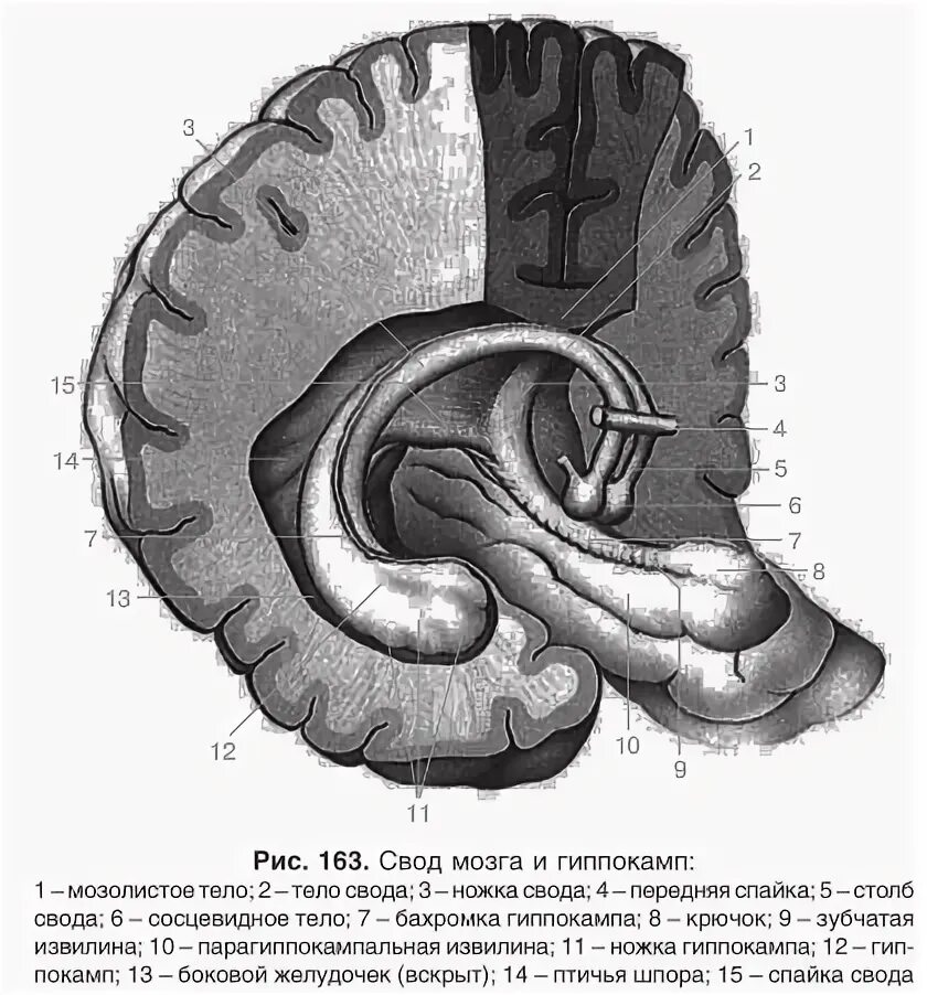 Свод мозга анатомия. Передняя спайка свода. Свод мозга и гиппокамп. Столб свода анатомия. Свод головного мозга