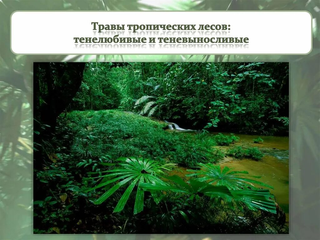 Травы тропических лесов. Тропический лес подстилка. Травы тропического леса. Влажные тропические леса растения.