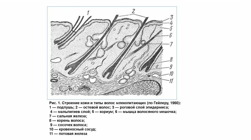 Строение кожи 8 класс биология тест. Рис. 1 строение кожи. Строение кожи курицы. Строение кожи млекопитающих. Структура кожи млекопитающих.