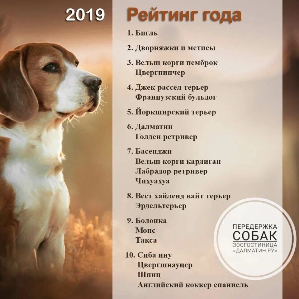 Выбираем кличку