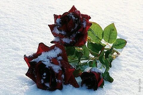 Букет роз зимой