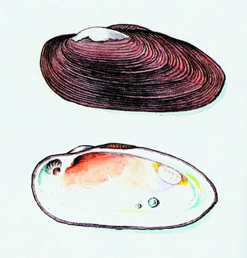 Глохидии личинки беззубки. Личинка беззубки. Строение глохидий беззубки. Беззубка обыкновенная тип развития. Беззубка моллюск глохидий.