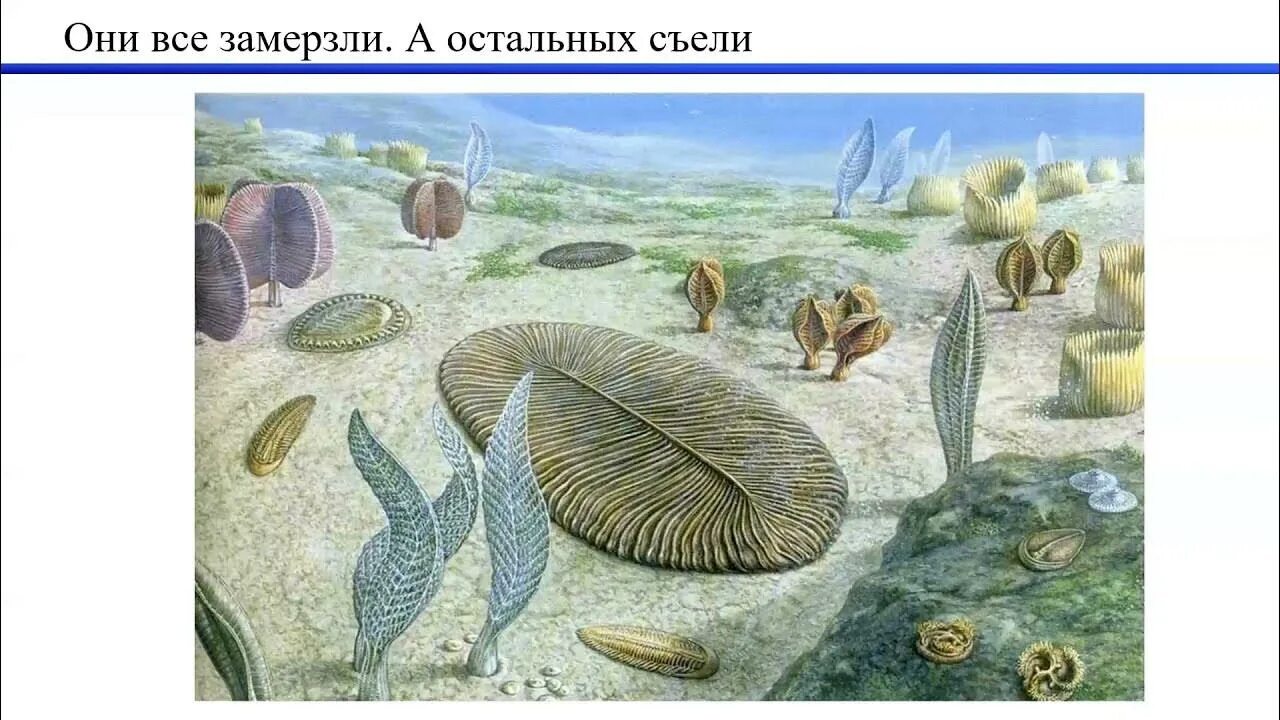 Какие особенности были у вендобионтов докембрийских животных
