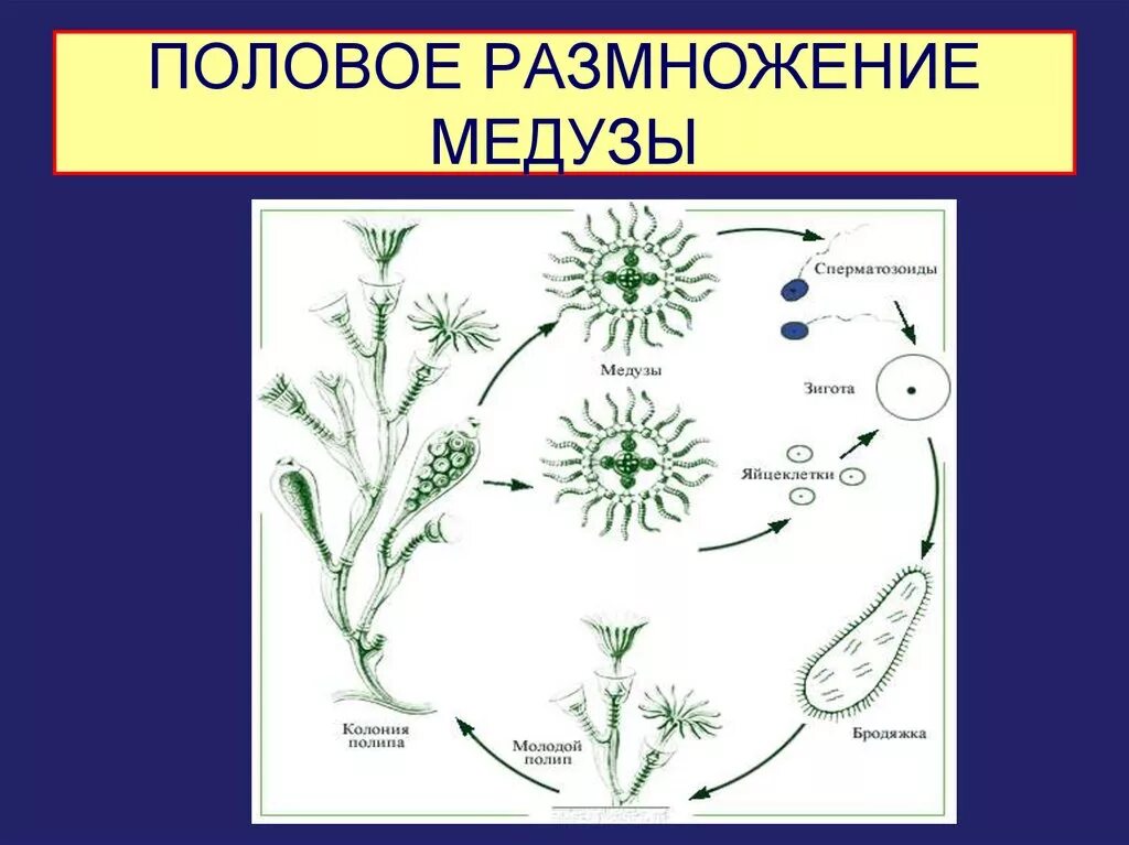 Как размножаются кишечнополостные