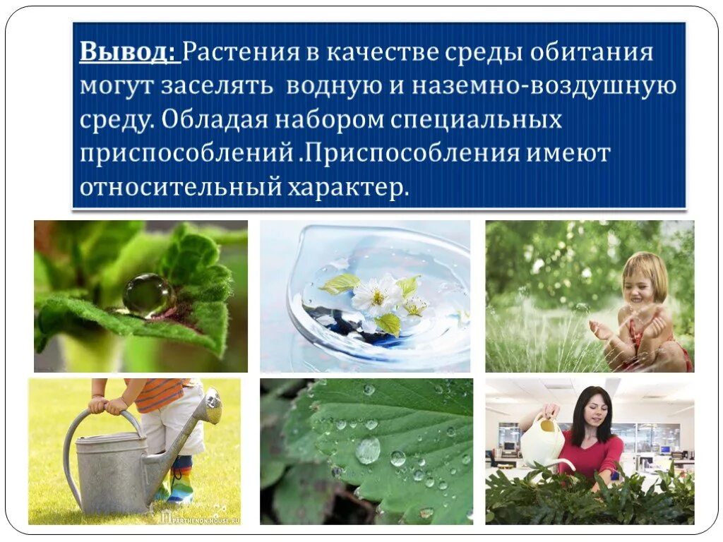 Среда обитания растений. Растения водной среды. Наземные растения в водной среде. Приспособленность растений к среде обитания.