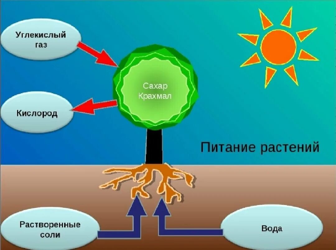 Биологические пища вода воздух. Питание растений. Как питаются растения. Схема питания растений. Процесс питания растений.