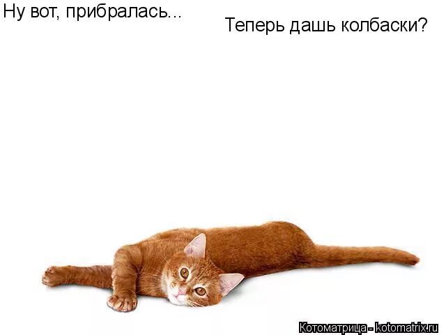 ну пожалуйста картинки. мухи на люстре. опять везут к мышам на дачу. дай пожалуйста фото. вот так вот вот так вот.