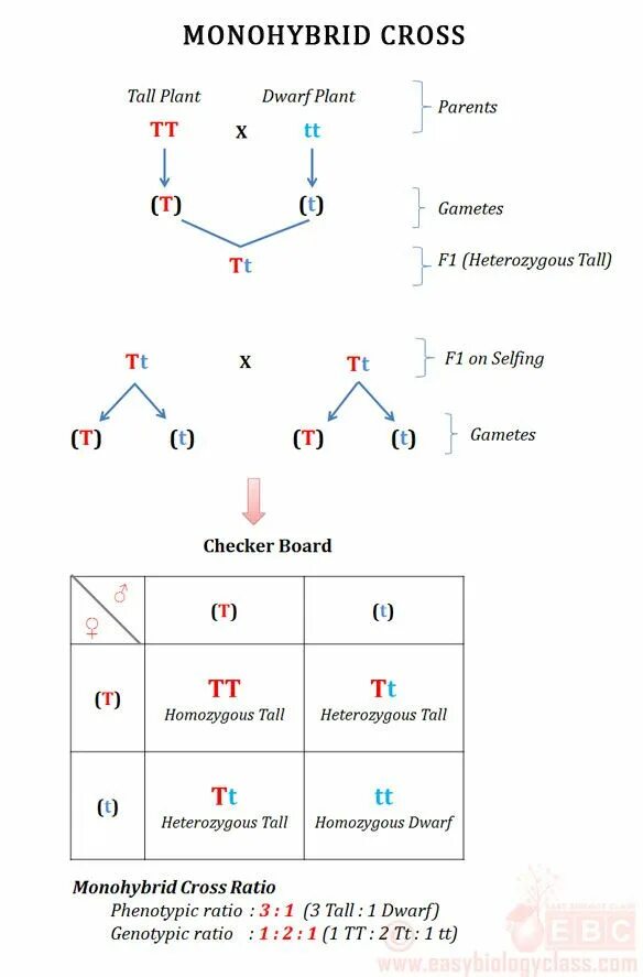 Monohybrid Cross. Monohybrid Cross Worksheet. Monohybrid Fruits. Cross-dominance.