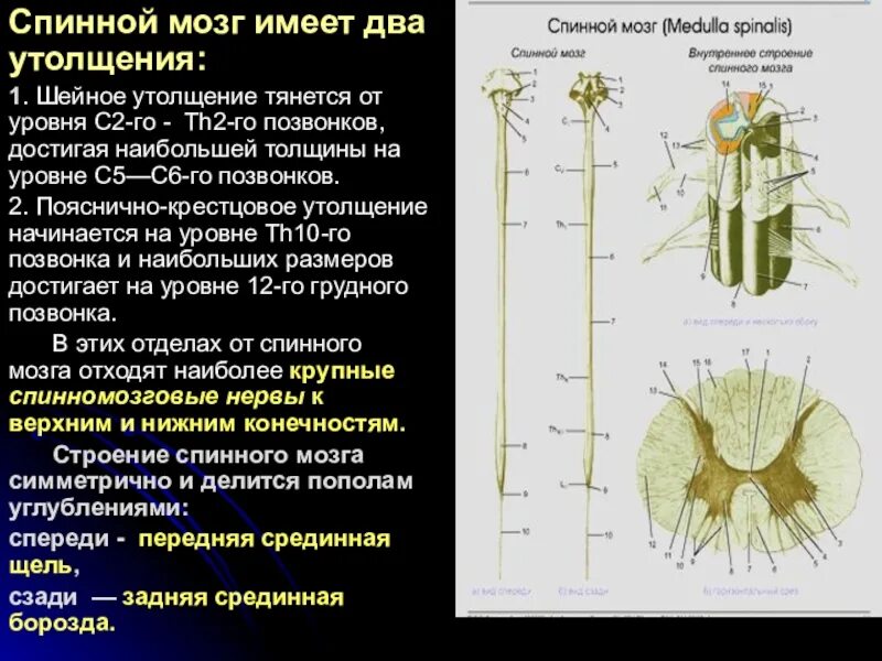 Уровни утолщений спинного мозга
