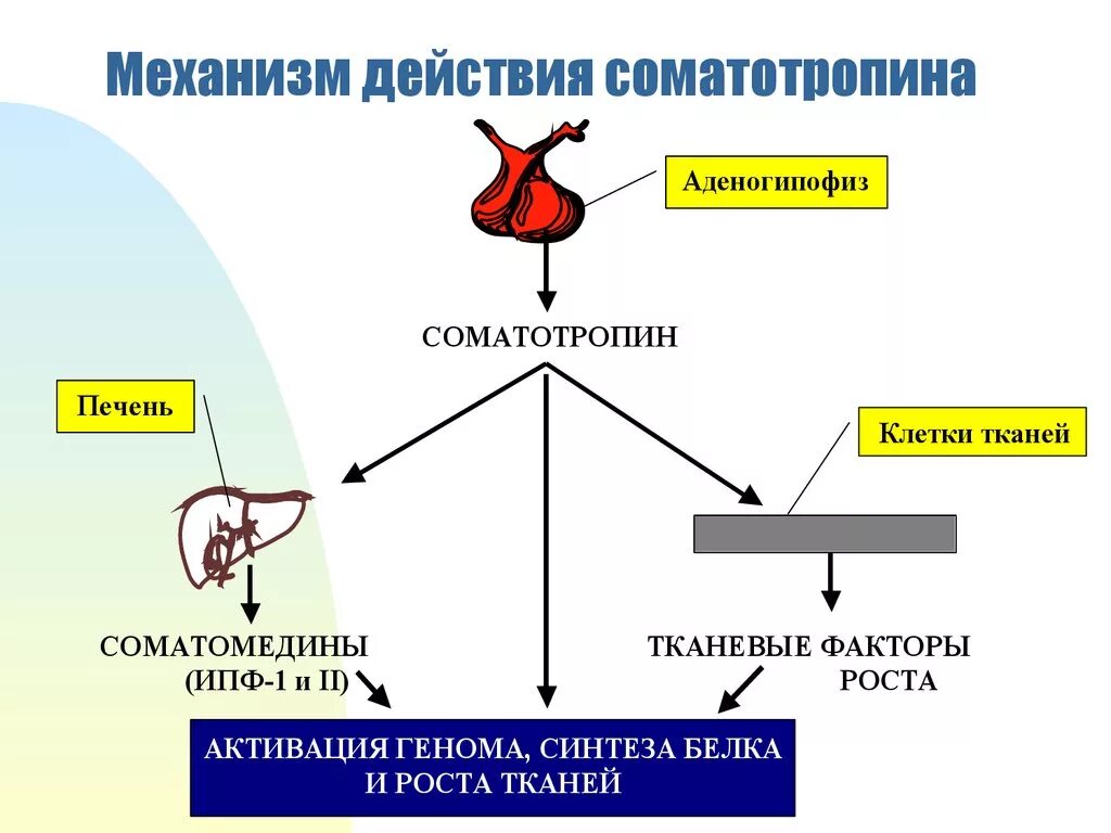 Механизм действия соматотропного гормона физиология. Соматотропный гормон механизм действия биохимия. Соматотропный гормон Синтез схема. Механизм действия соматотропина физиология. Гормон роста действие