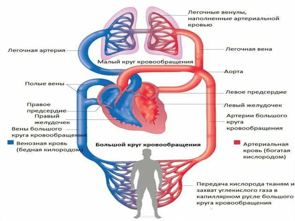 Что входит в кровообращения. Схема физиология сердечно сосудистой системы. Кровеносная система человека схема сердце. Схема кругов кровообращения физиология. Артерии кругов кровообращения схема.