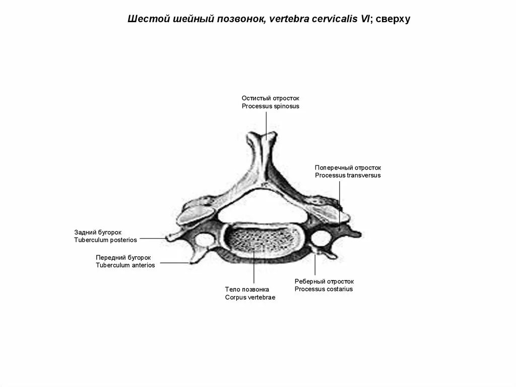 Тело позвонка шейного. Шестой шейный позвонок строение. 6 Шейный позвонок анатомия строение. Поперечный отросток 6 шейного позвонка. Строение 6 шейного позвонка.