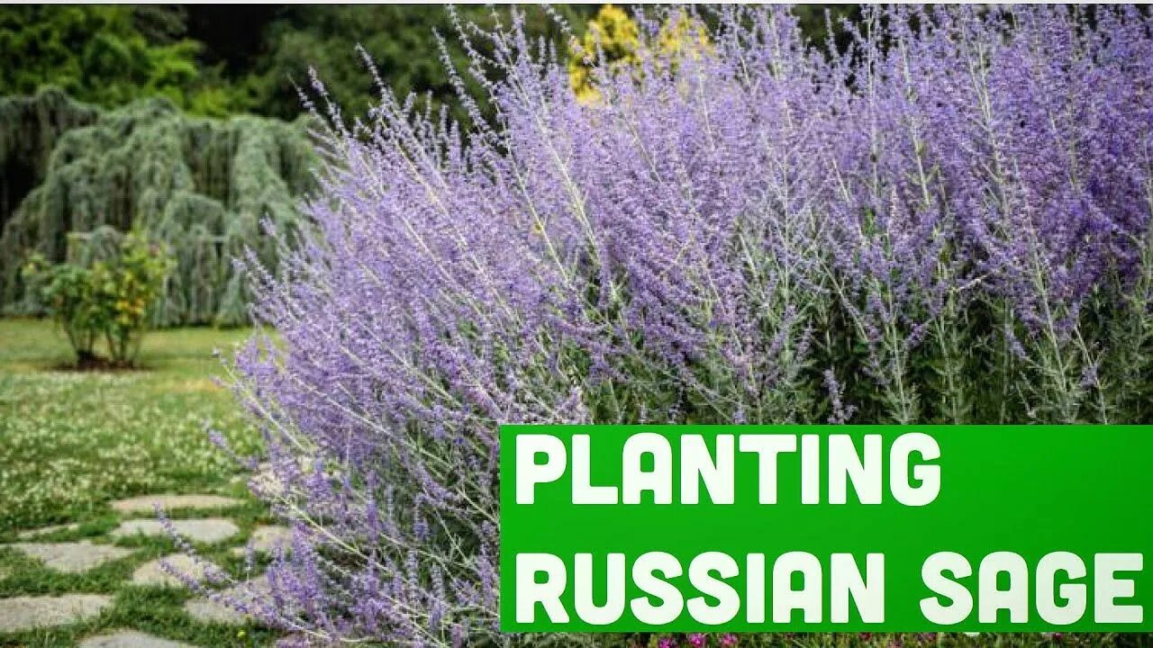 Перовския лебедолистная Блу Спайр. Сорта шалферы. Russian plants