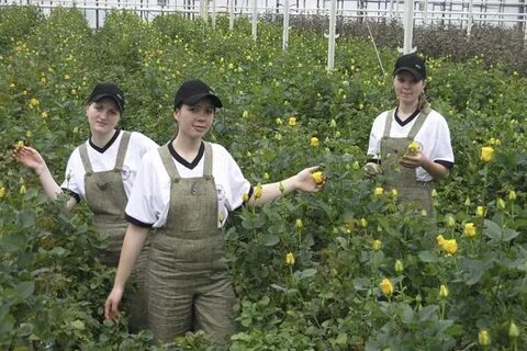 Любители овощеводы