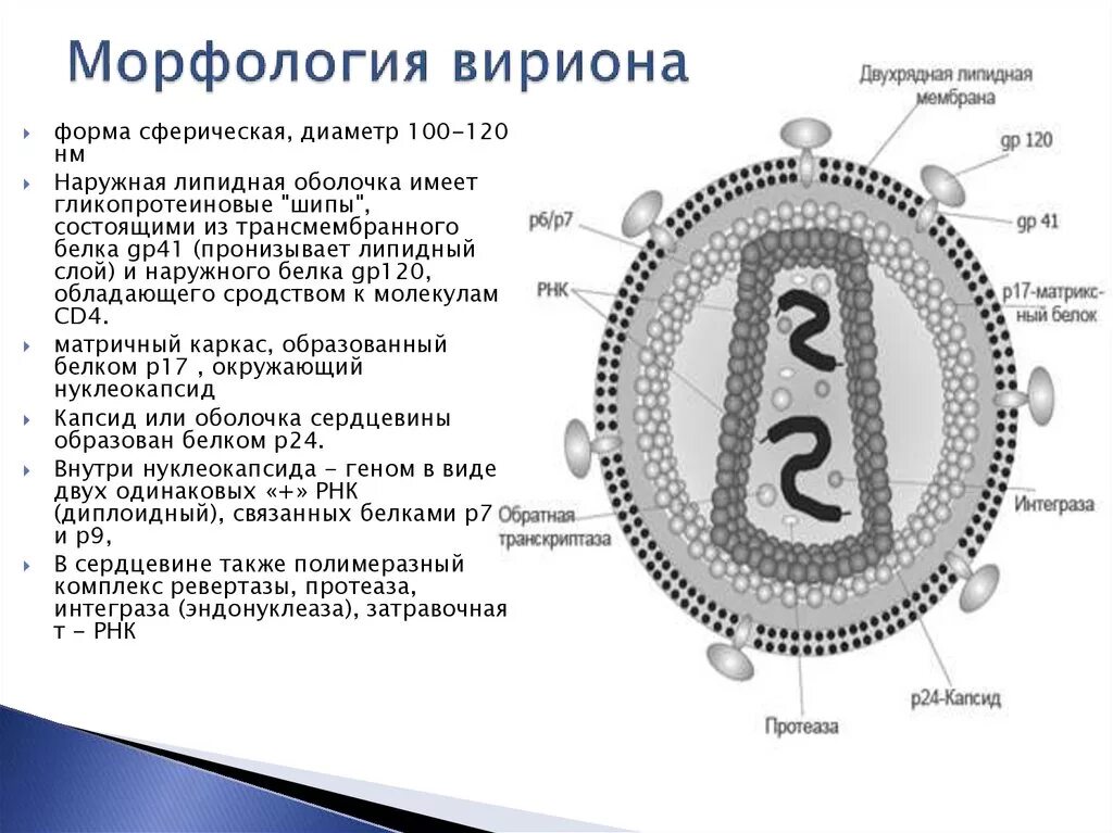 Политическая аксиология. Морфология состав. Классификация бактериофагов по морфологии. Морфологическая структура биология 9 класс. Морфология вирусов форма.