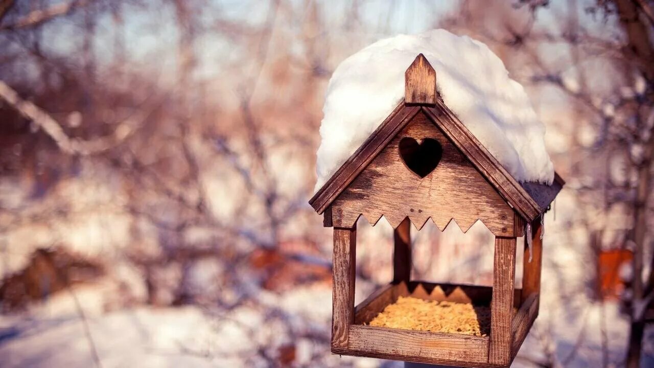 Кормушка на дереве зимой. Кормушка для птиц. Скворечник зимой. Домик для птиц. Кормушки для птиц зимой.