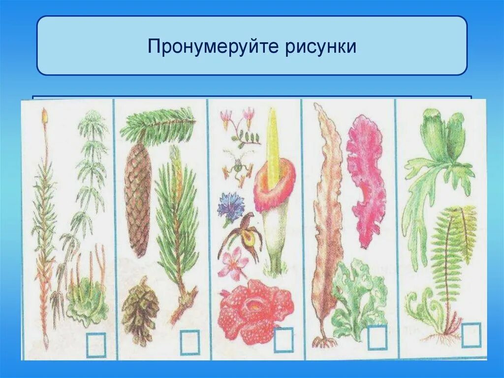 Растение рисунок окружающий мир. Мир растений 3 класс. Растительный мир классы. Разнообразие растений рисунок. Разнообразие растений схема.