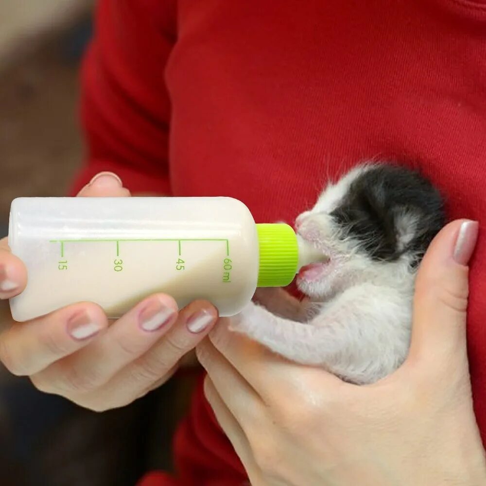 Можно ли кормить котят смесью для детей. Бутылка для вскармливания котят. бутылочка для котят новорожденных. бутылочка для вскармливания щенков. бутылочка с соской для котят.