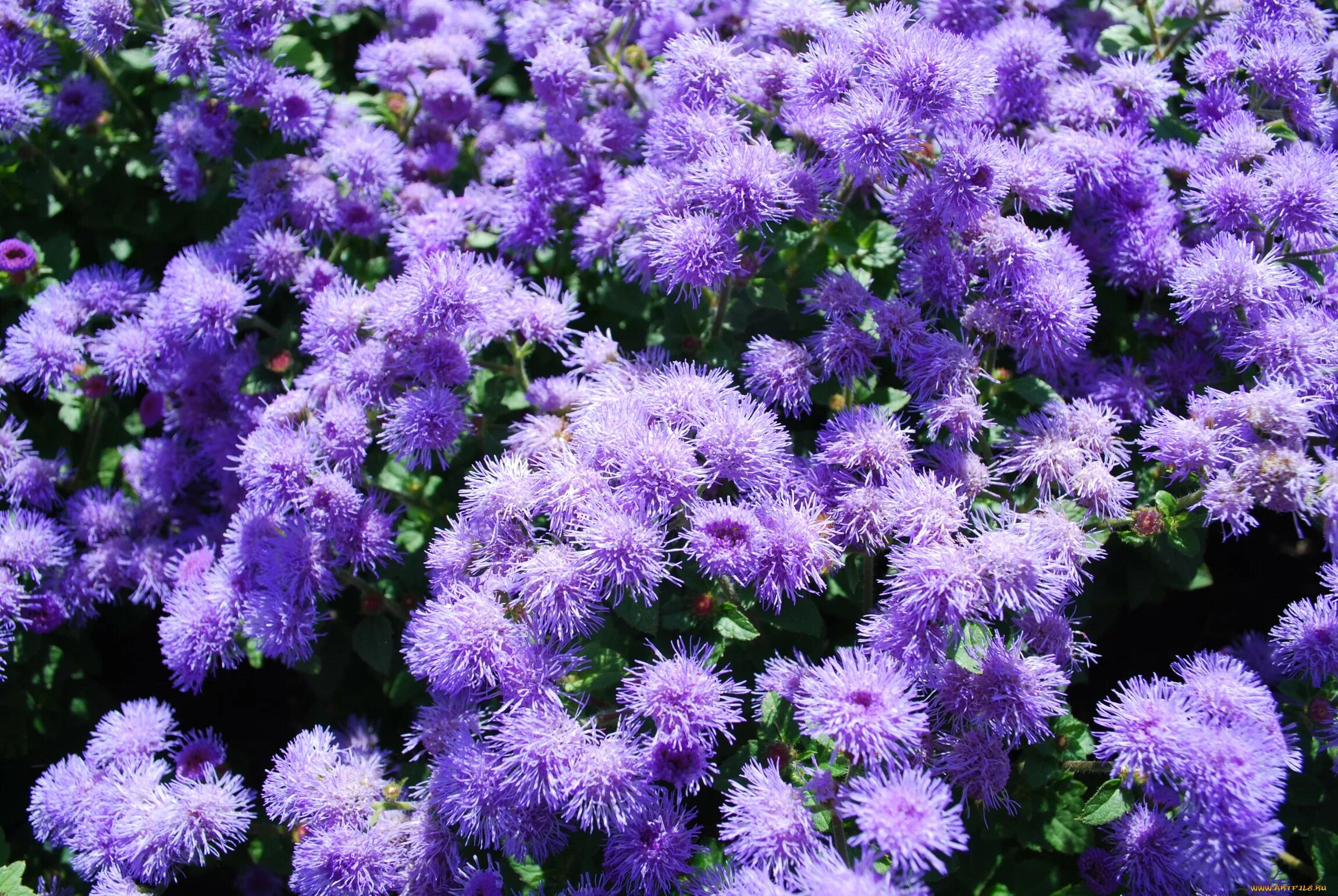 Агератум Хоустона. Агератум Хоустона сиреневый. Агератум Хоустона (Ageratum houstonianum). Агератум однолетник.