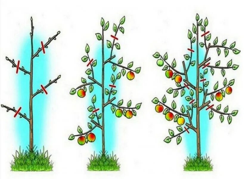 Схема обрезки плодовых деревьев. Обрезка плодовых деревьев яблонь. Обрезка деревьев яблони весной. Правильная обрезка плодовых