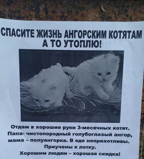 Сон спас кота