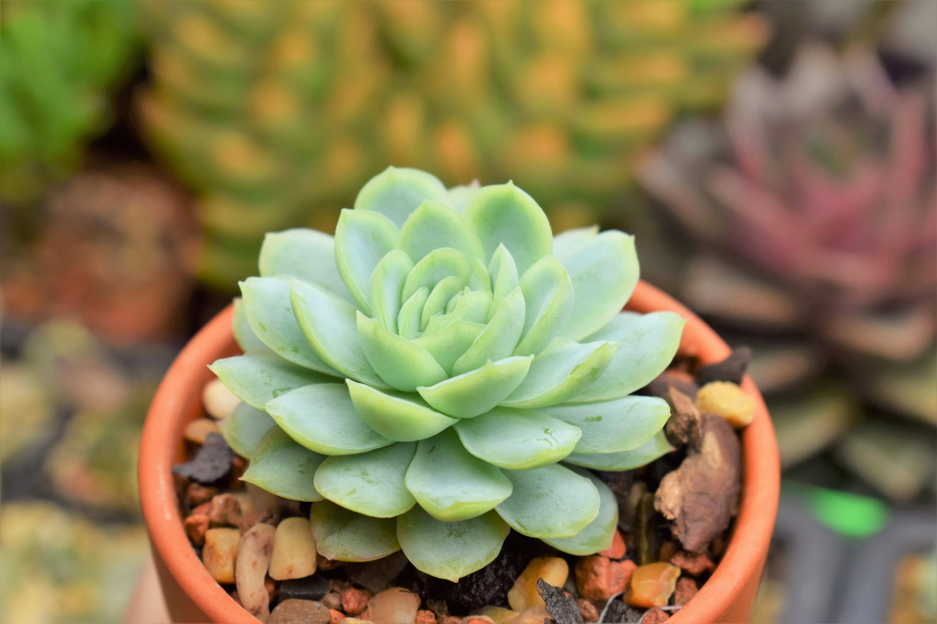 Эчеверия эхеверия. Эхеве́рия изящная – Echeveria elegans. Суккулент эхеверия. Эхеверия Магнифика. Эхеверия пересадка