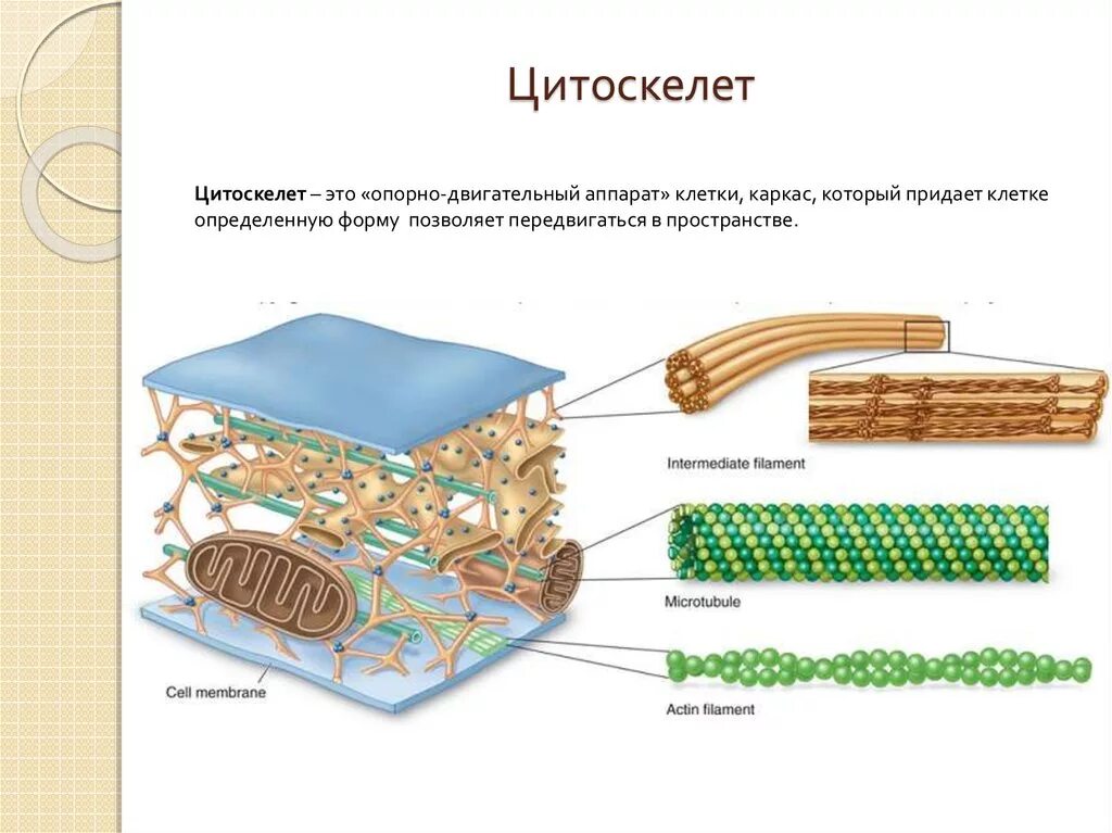 Схематическое строение цитоскелета. Цитоскелет эукариотической клетки строение и функции. Цитоскелет микротрубочки строение. Цитоскелет структура строение и функции.