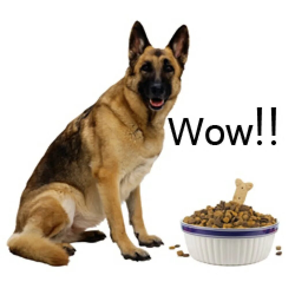 Щенок овчарки 2 месяца. Какие крупы можно собакам овчаркам. Какие крупы можно собакам овчаркам. Какие крупы можно собакам овчаркам. Рацион питания для собак породы лабрадор.