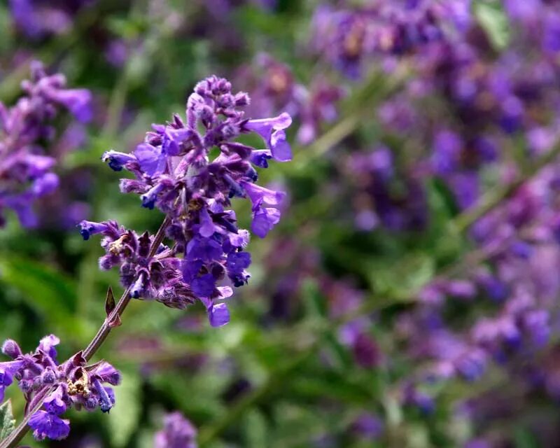 Котовник nepeta faassenii. Котовник six hills giant. Six hills giant. Котовник six hills. Котовник фассена хиллс гиант.