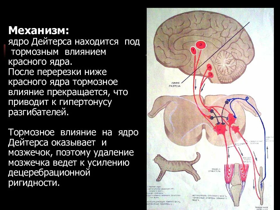 Крыше спинномозговой путь. Физиология спинного среднего мозга. Ядра спинного мозга физиология. Рубро-спинальный тракт.