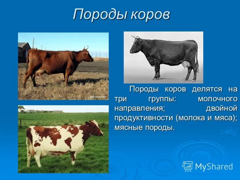 Молочные породы крупного рогатого скота. Породы крупного рогатого скота молочного направления продуктивности. Породы коров молочного направления. Породы КРС молочного направления. Какие молочные породы