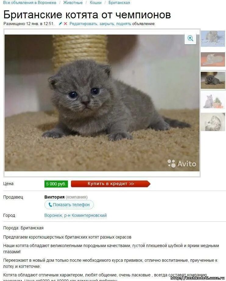 Авито объявления котята. Продаются котята объявление. объявления про котят. объявление о продаже кота. объявление о продаже котят.